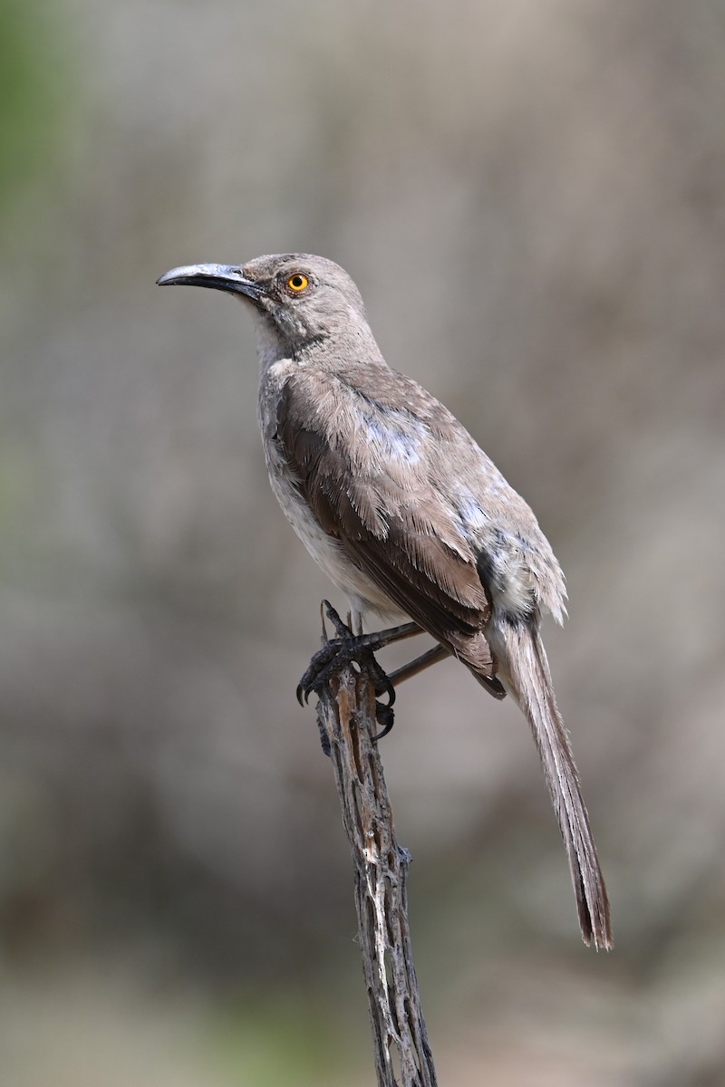 Curve-billed Thrasher - ML620923024