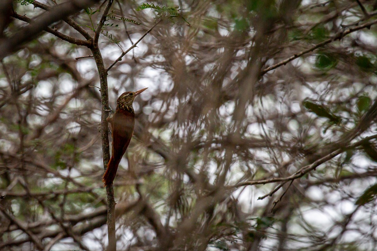 Straight-billed Woodcreeper - ML620923038