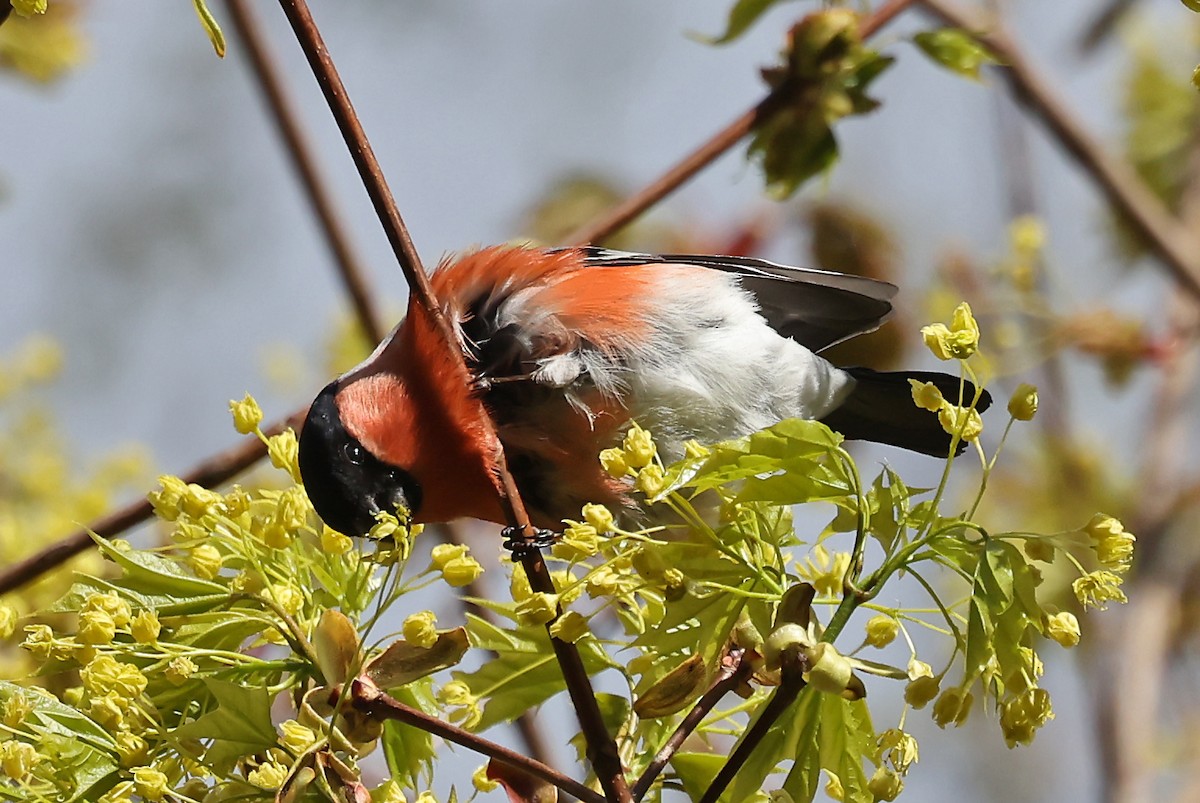 Eurasian Bullfinch - ML620923053