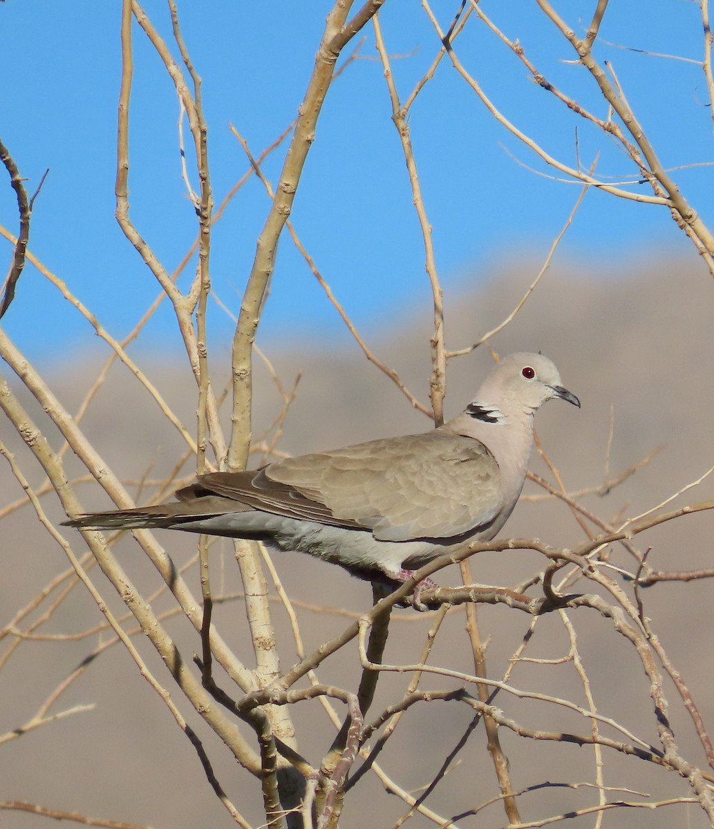 Eurasian Collared-Dove - ML620923064