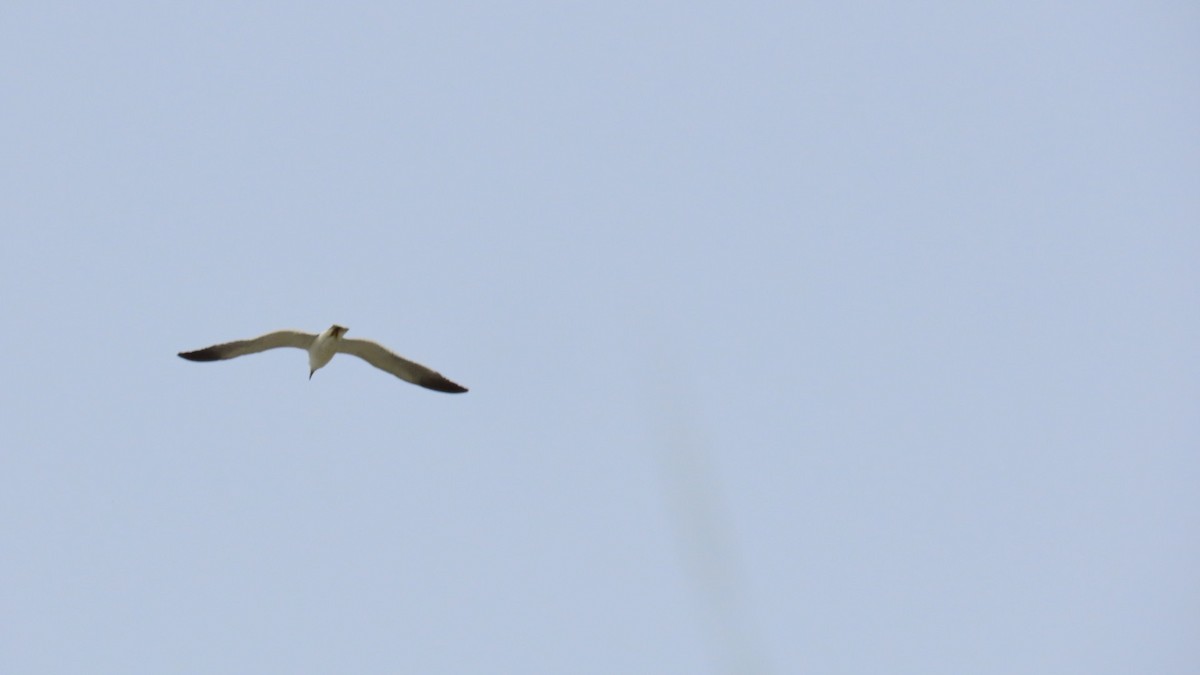 Black-tailed Gull - ML620923068