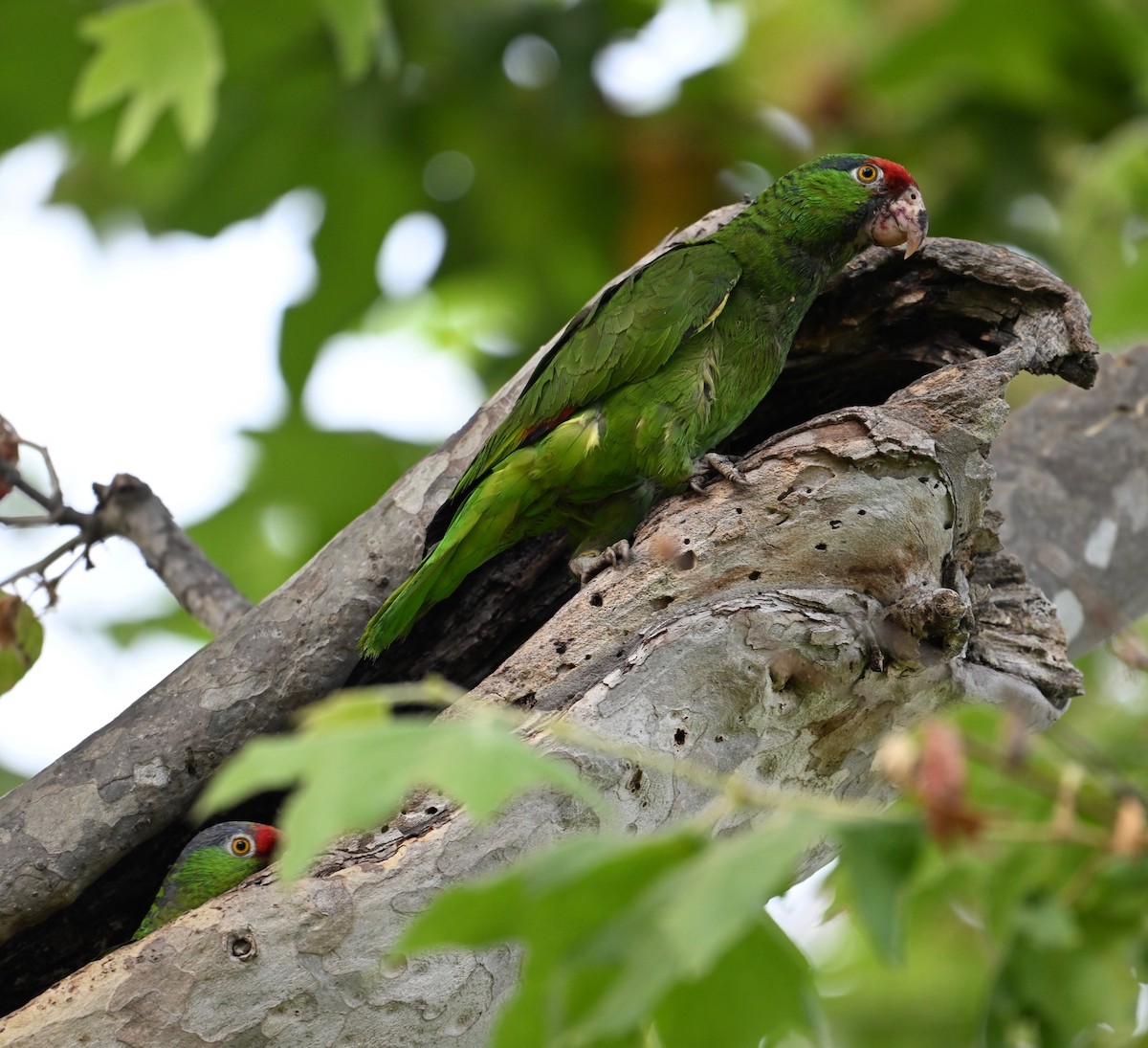 Red-crowned Parrot - ML620923077