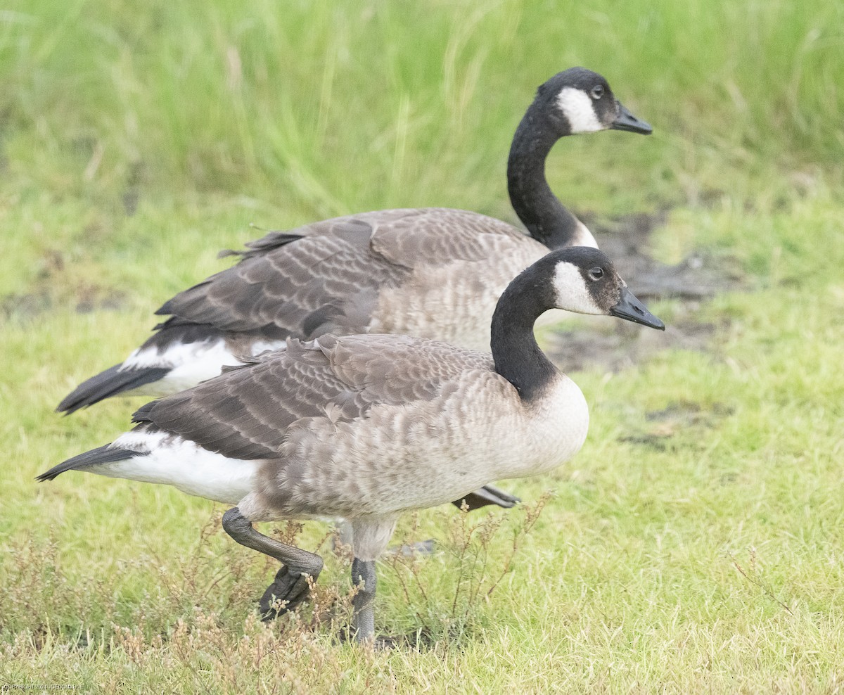 Canada Goose - ML620923105