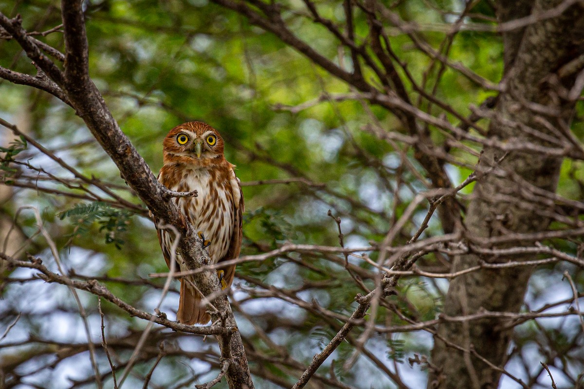 Ferruginous Pygmy-Owl - ML620923123