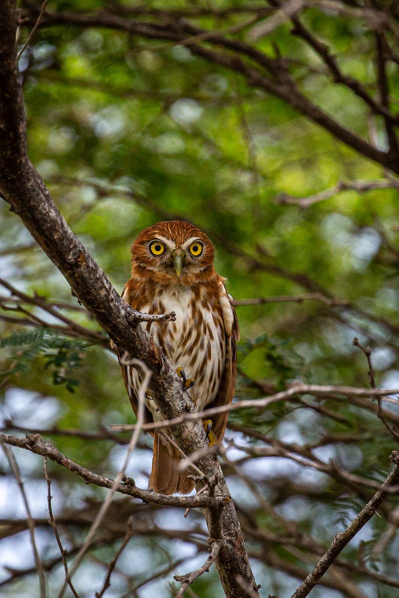Ferruginous Pygmy-Owl - Francisco Russo