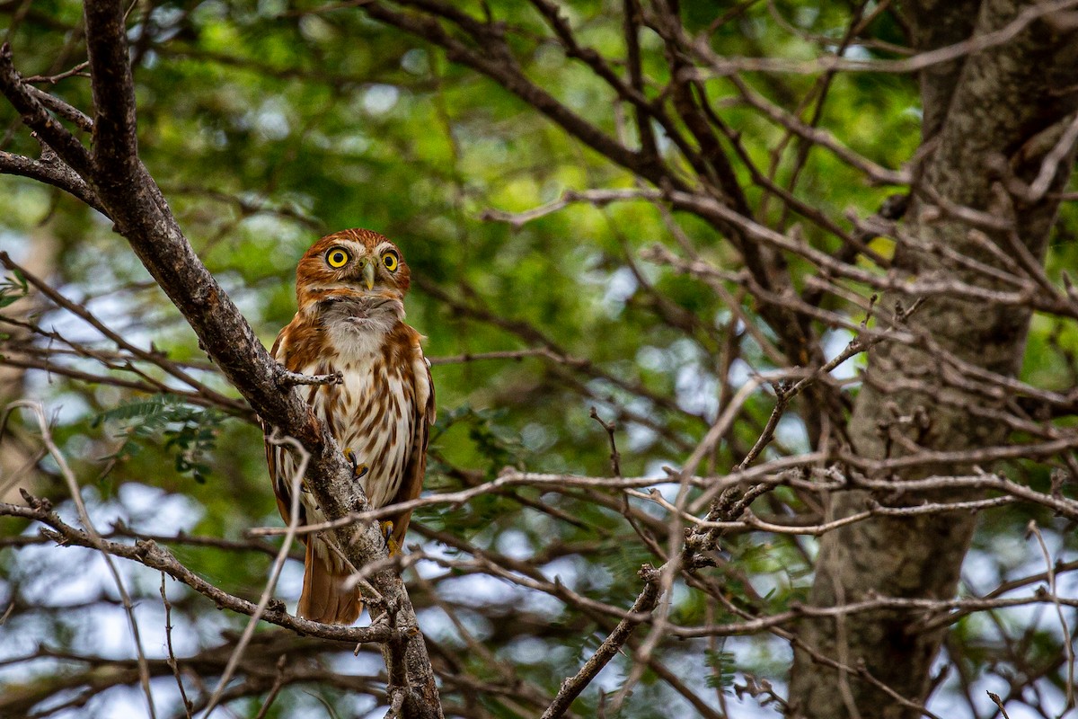 Ferruginous Pygmy-Owl - ML620923126