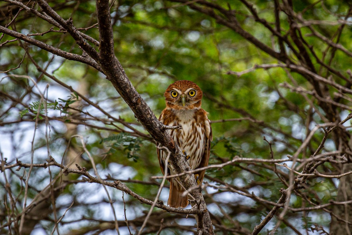 Ferruginous Pygmy-Owl - ML620923127