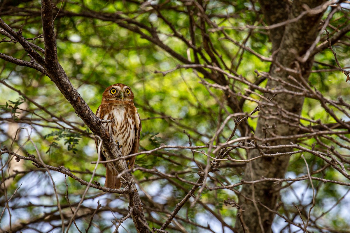 Ferruginous Pygmy-Owl - ML620923128