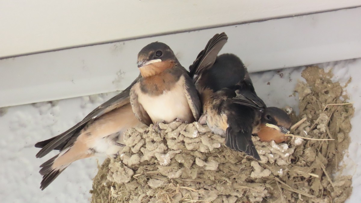 Barn Swallow - ML620923168