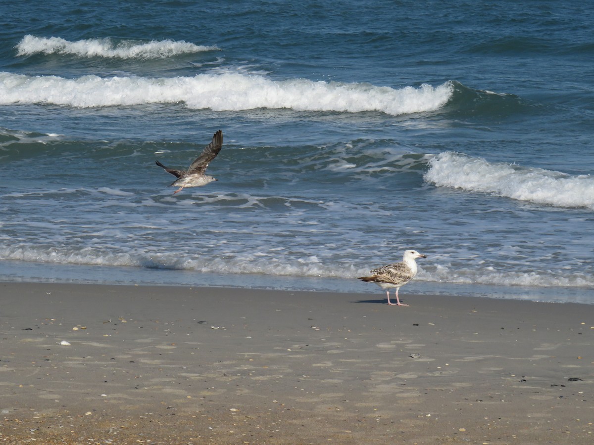 Great Black-backed Gull - ML620923170