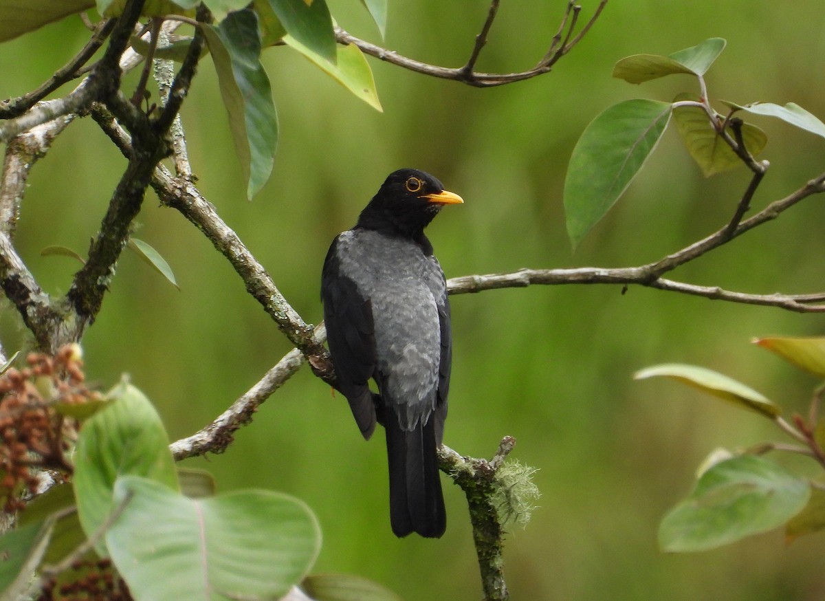 Yellow-legged Thrush - ML620923171