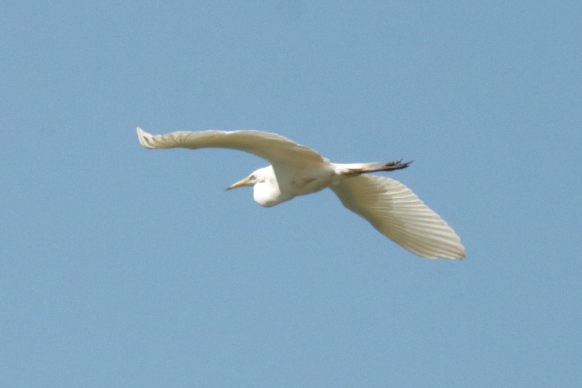 Great Egret - ML620923186