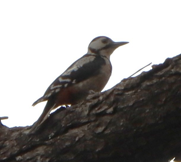 Great Spotted Woodpecker - ML620923189