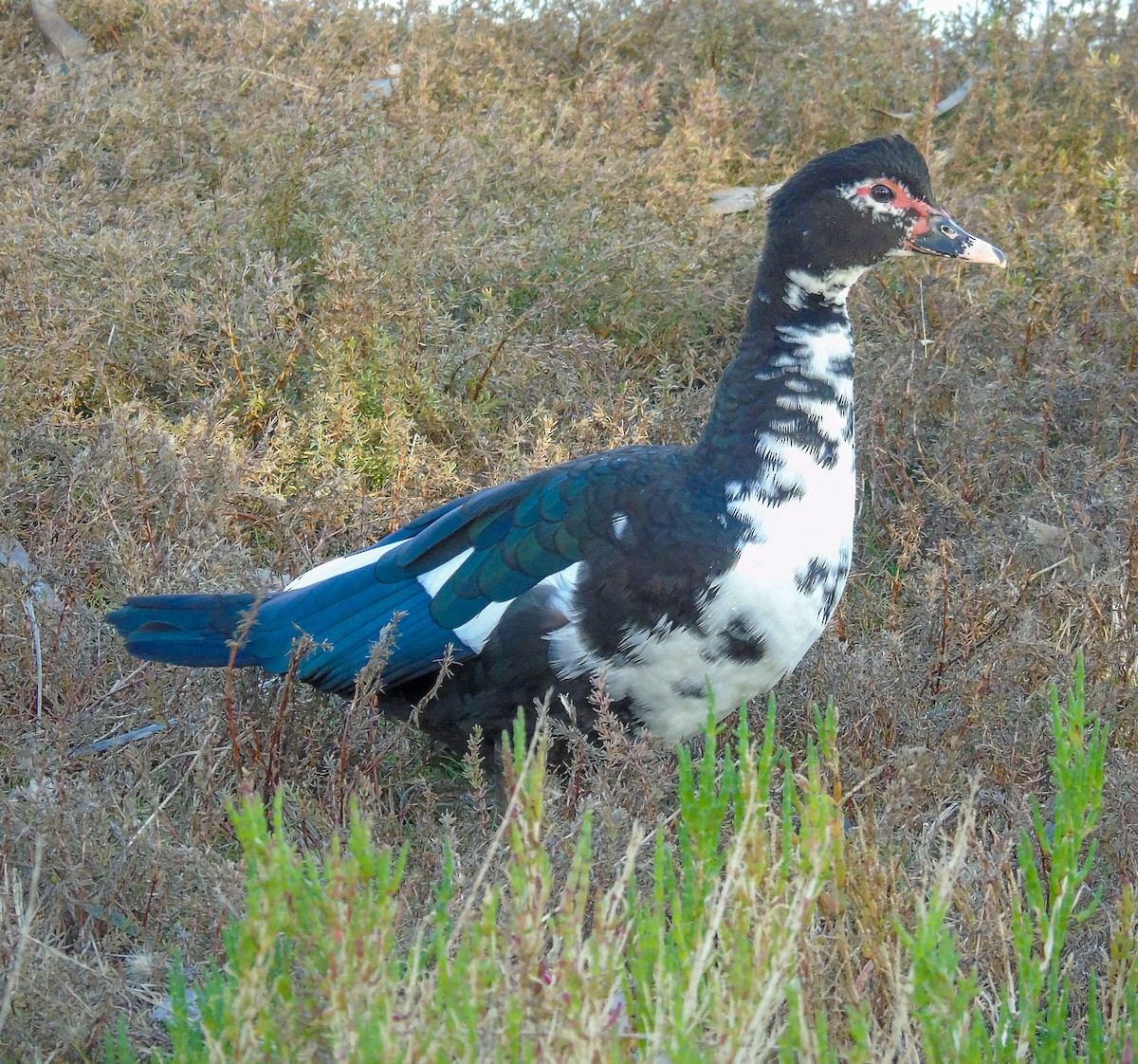 Muscovy Duck (Domestic type) - ML620923191