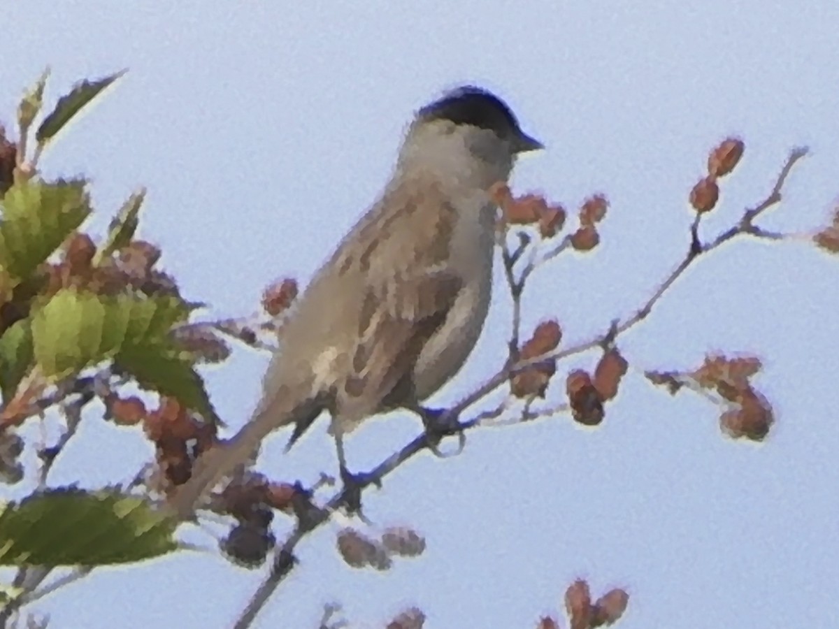 Golden-crowned Sparrow - ML620923193