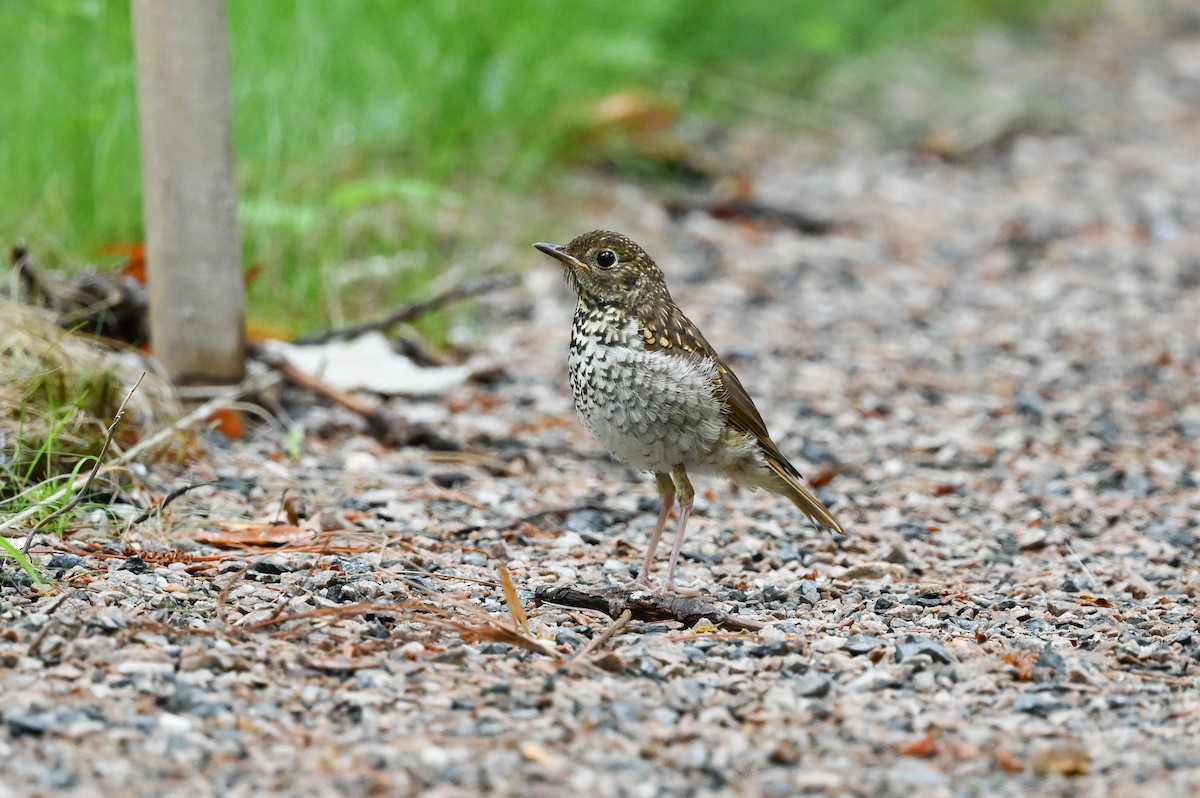 Hermit Thrush - ML620923196