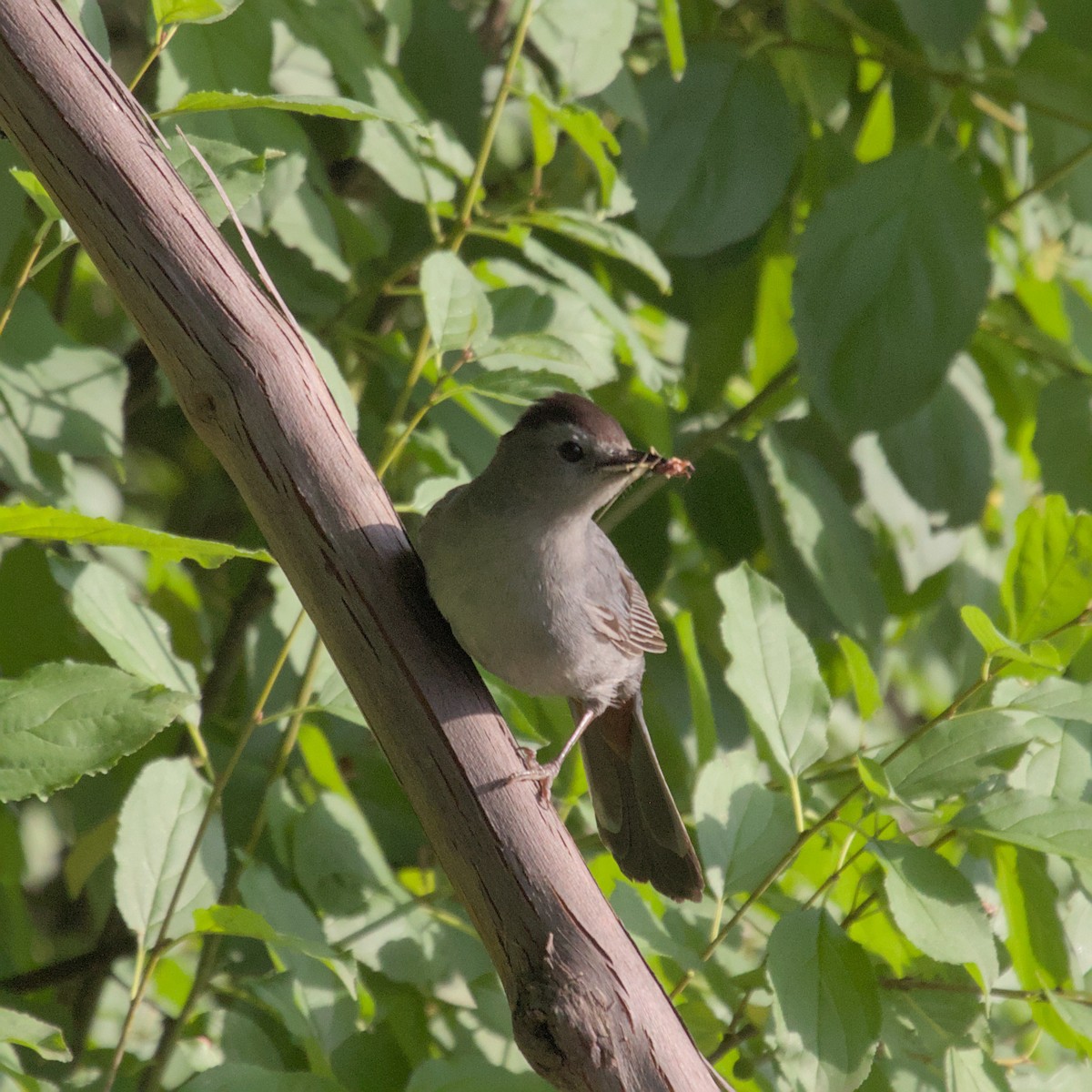 Gray Catbird - ML620923244