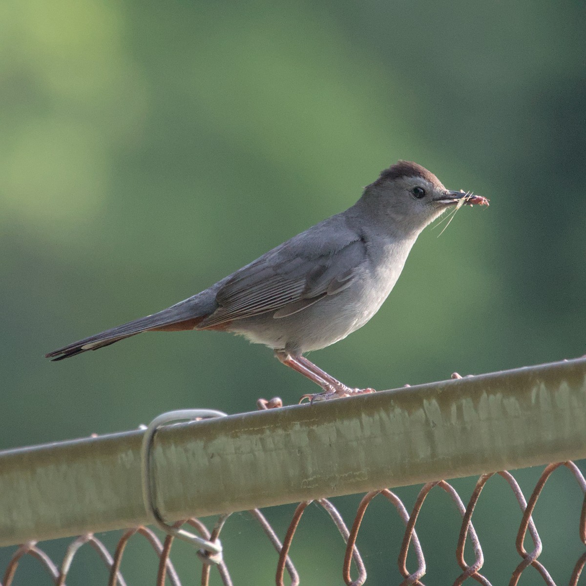 Gray Catbird - ML620923245