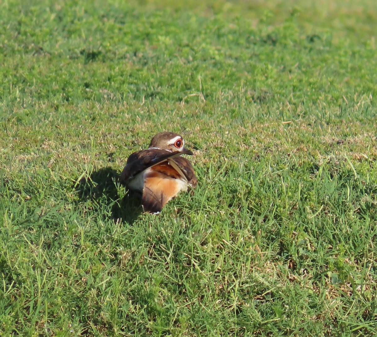 Killdeer - ML620923247