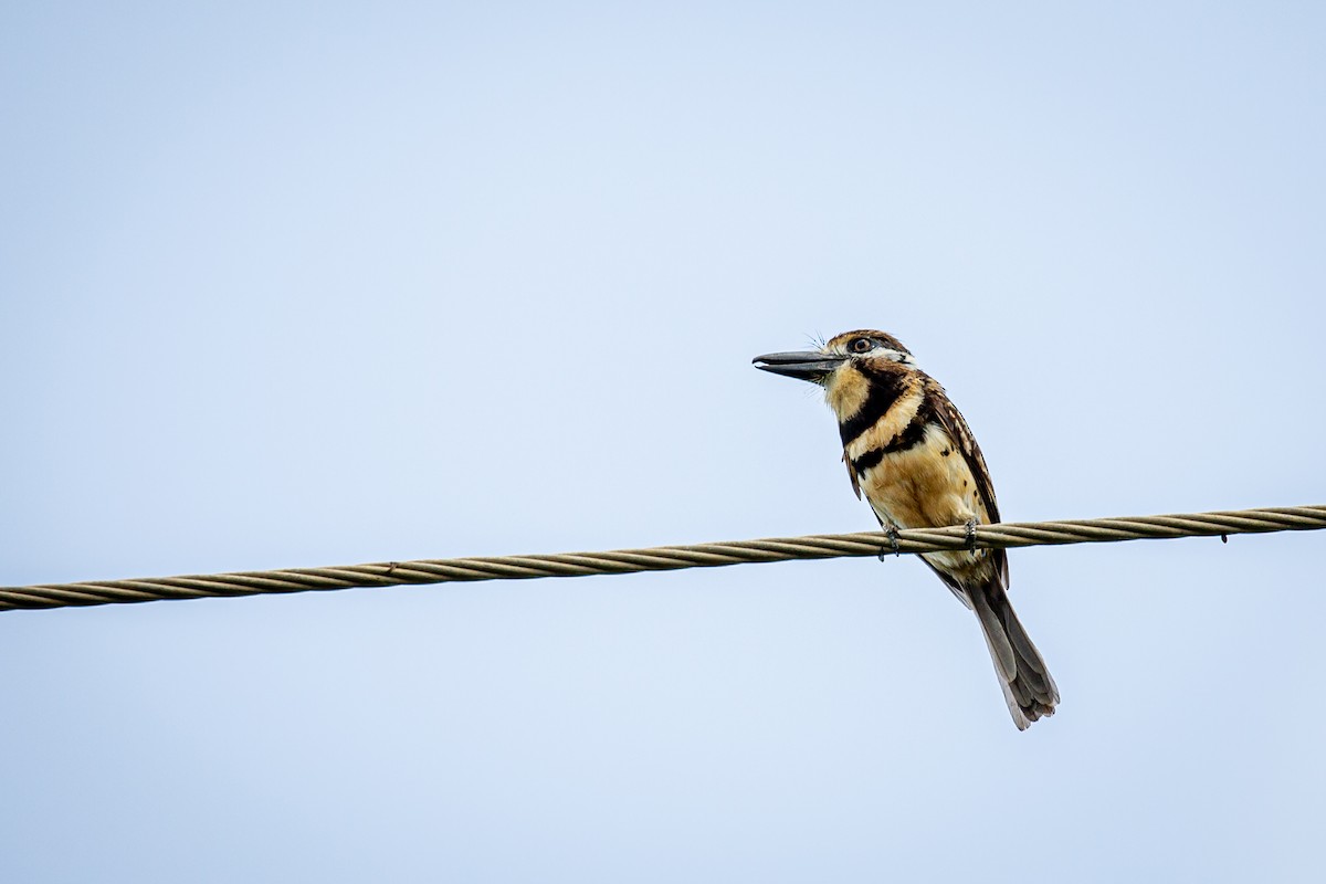 Two-banded Puffbird - ML620923250