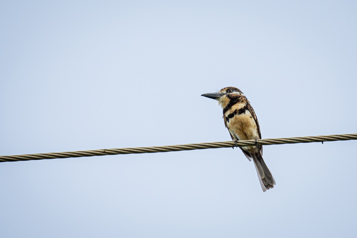 Two-banded Puffbird - ML620923252