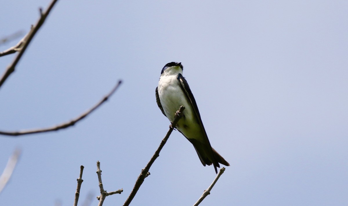 Tree Swallow - ML620923259