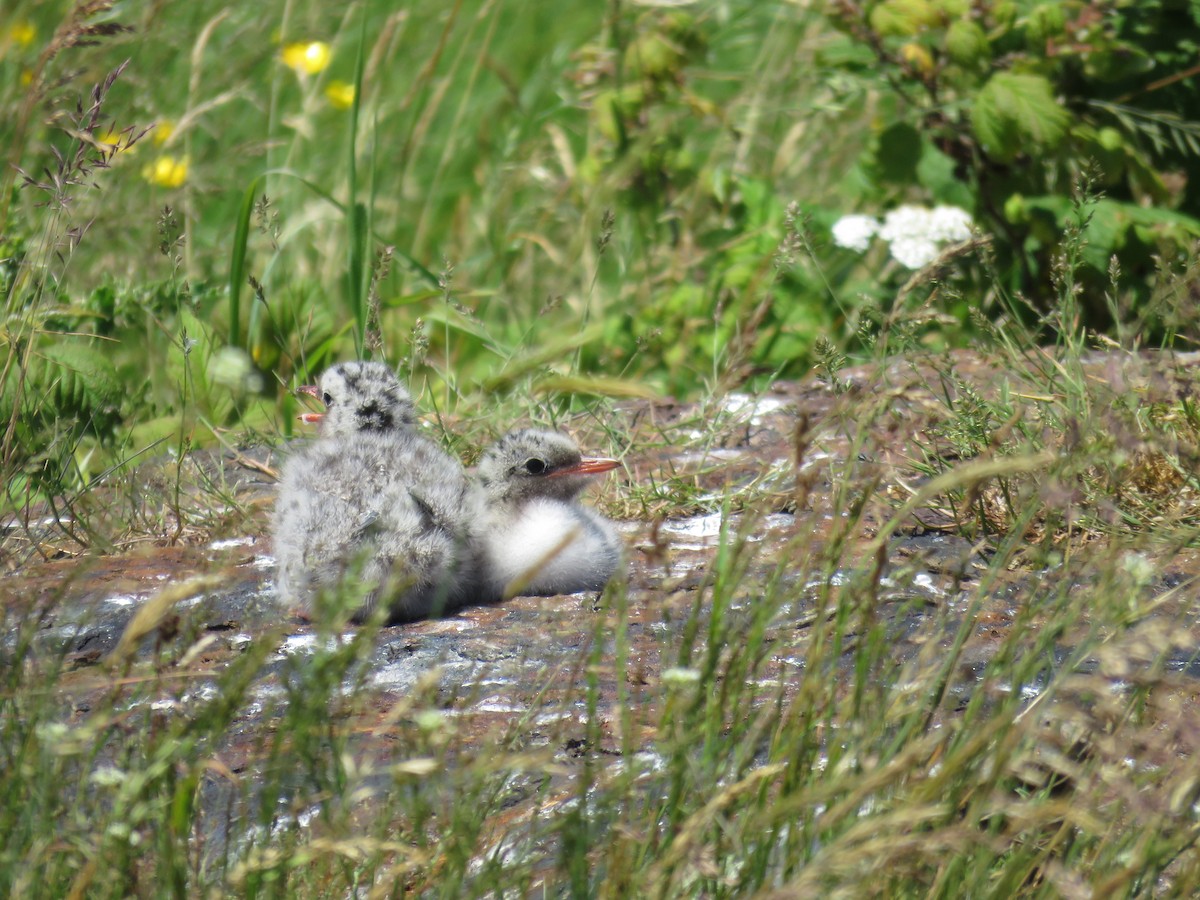 Arctic Tern - ML620923281