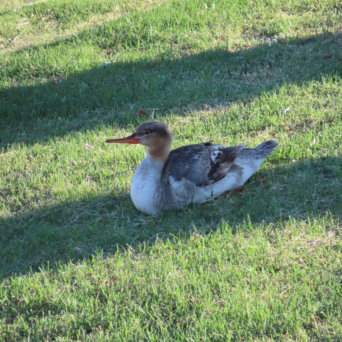 Red-breasted Merganser - Robert Theriault