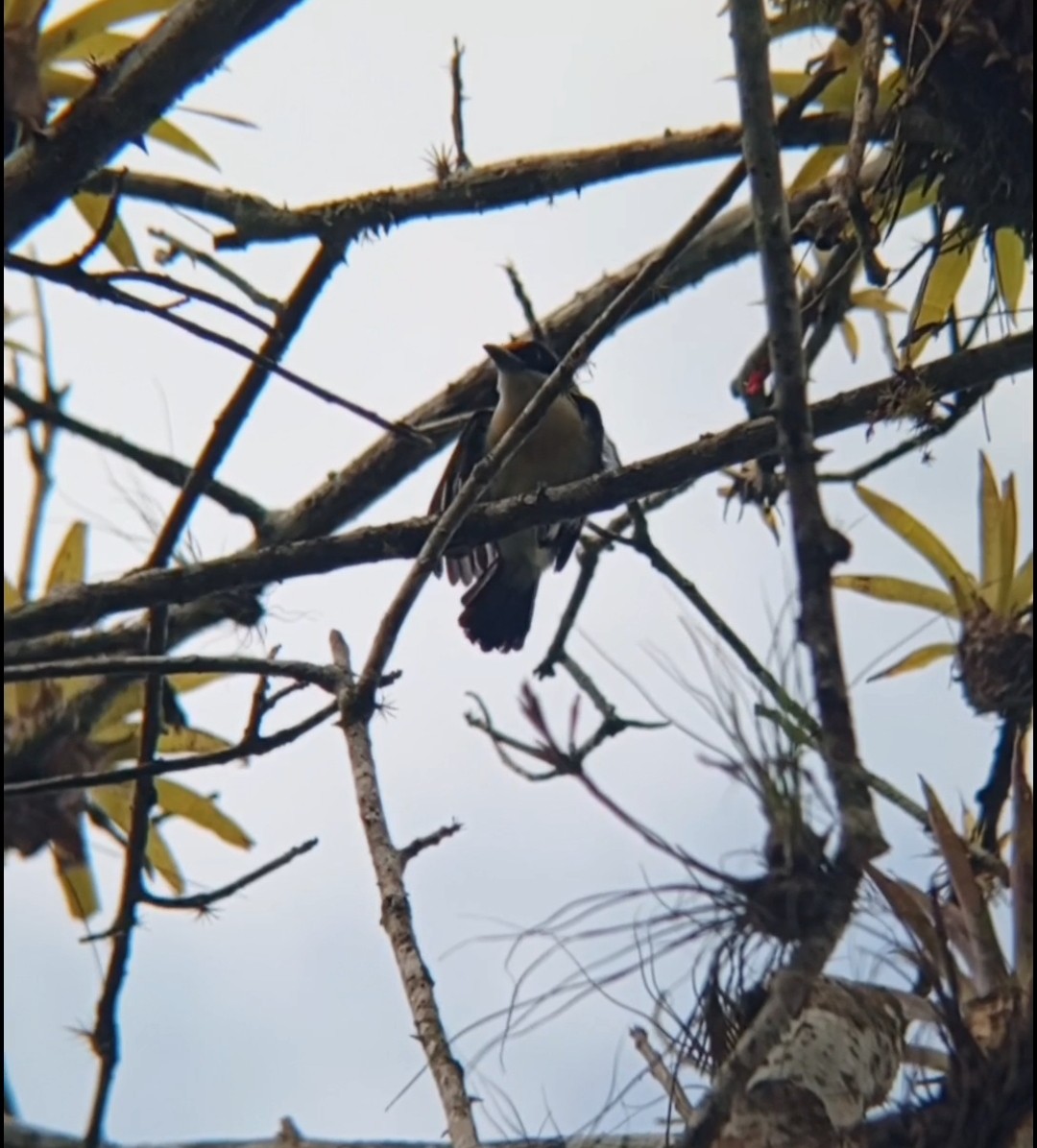 Orange-fronted Barbet - ML620923299