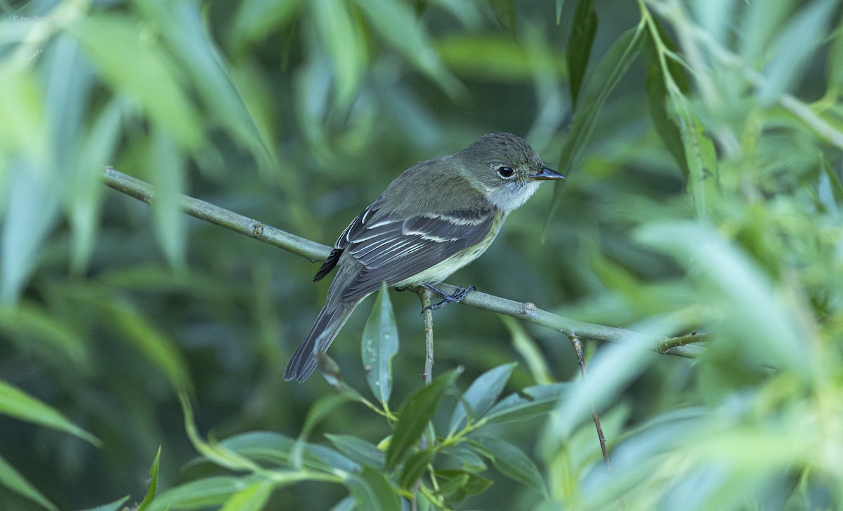 Alder Flycatcher - Simon Henneuse