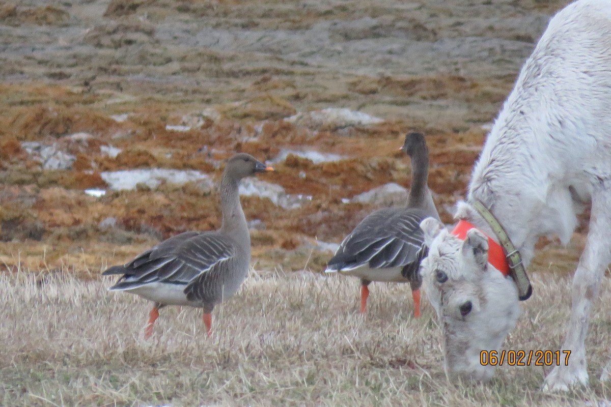 Tundra Bean-Goose - Paul Wolter