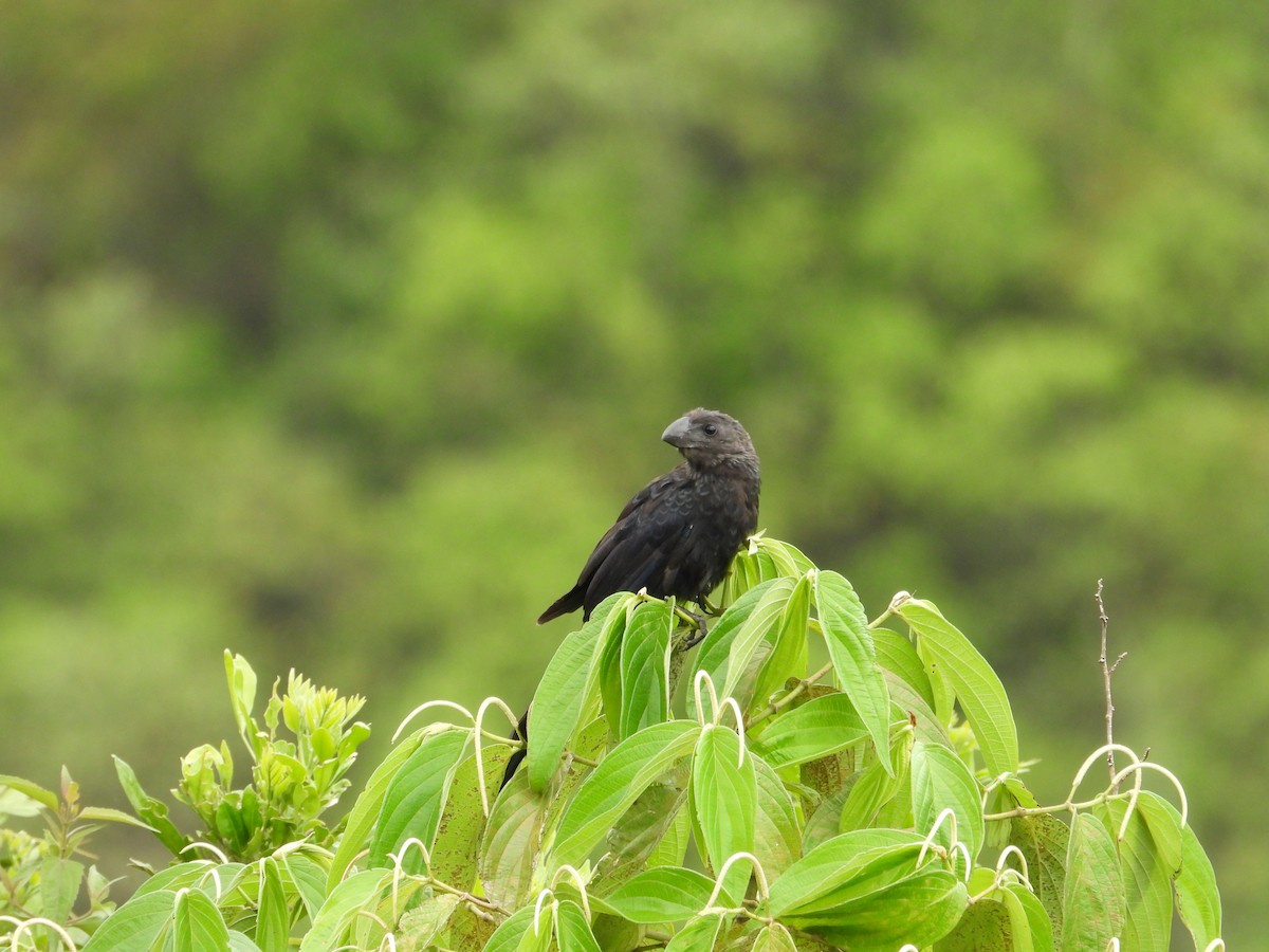 Smooth-billed Ani - ML620923320