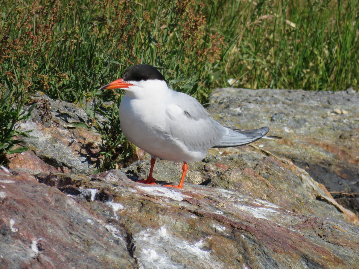 Common Tern - ML620923321