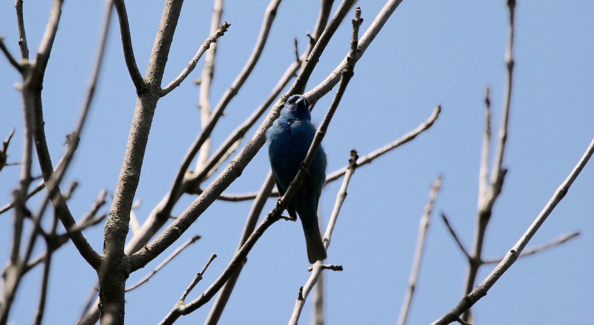 Indigo Bunting - ML620923322