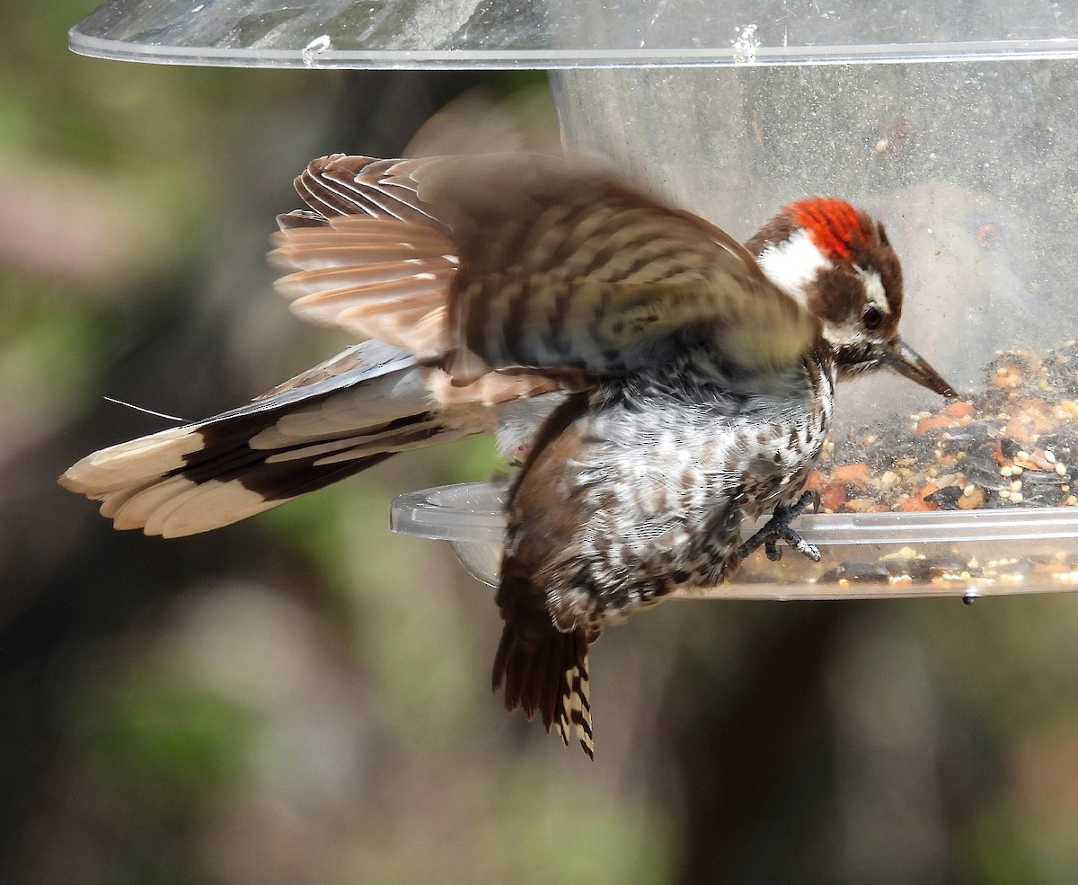 Arizona Woodpecker - Bonnie Roemer