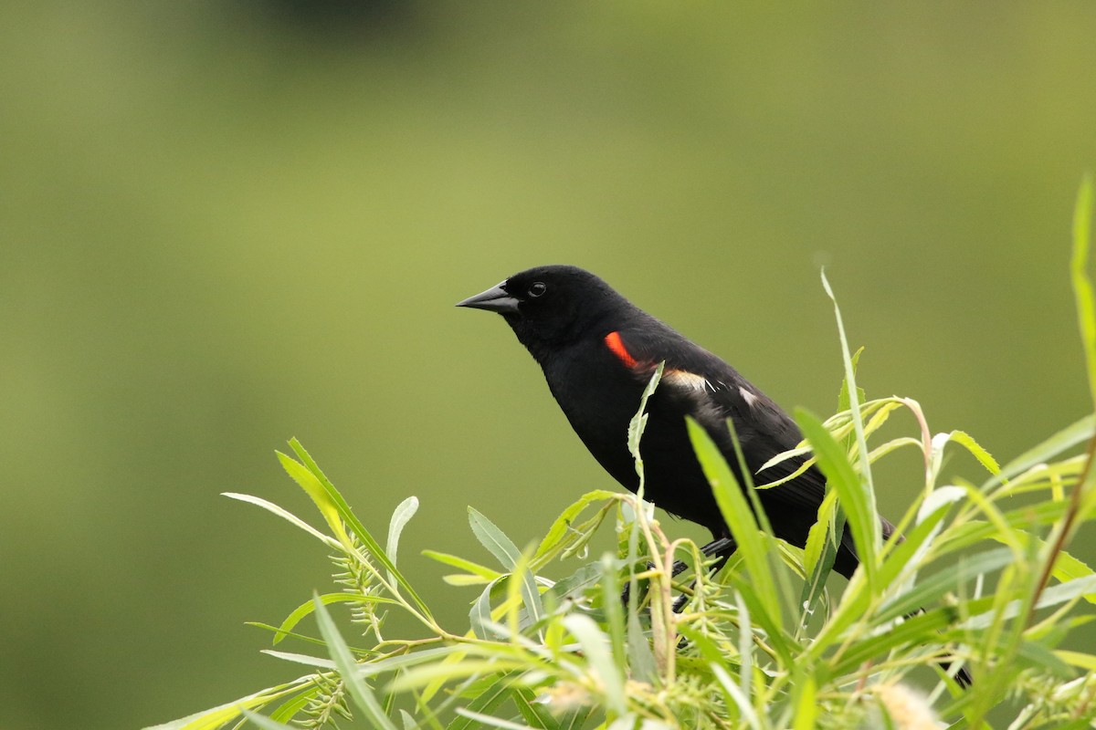 Red-winged Blackbird - ML620923330