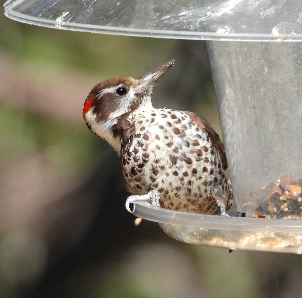 Arizona Woodpecker - ML620923336