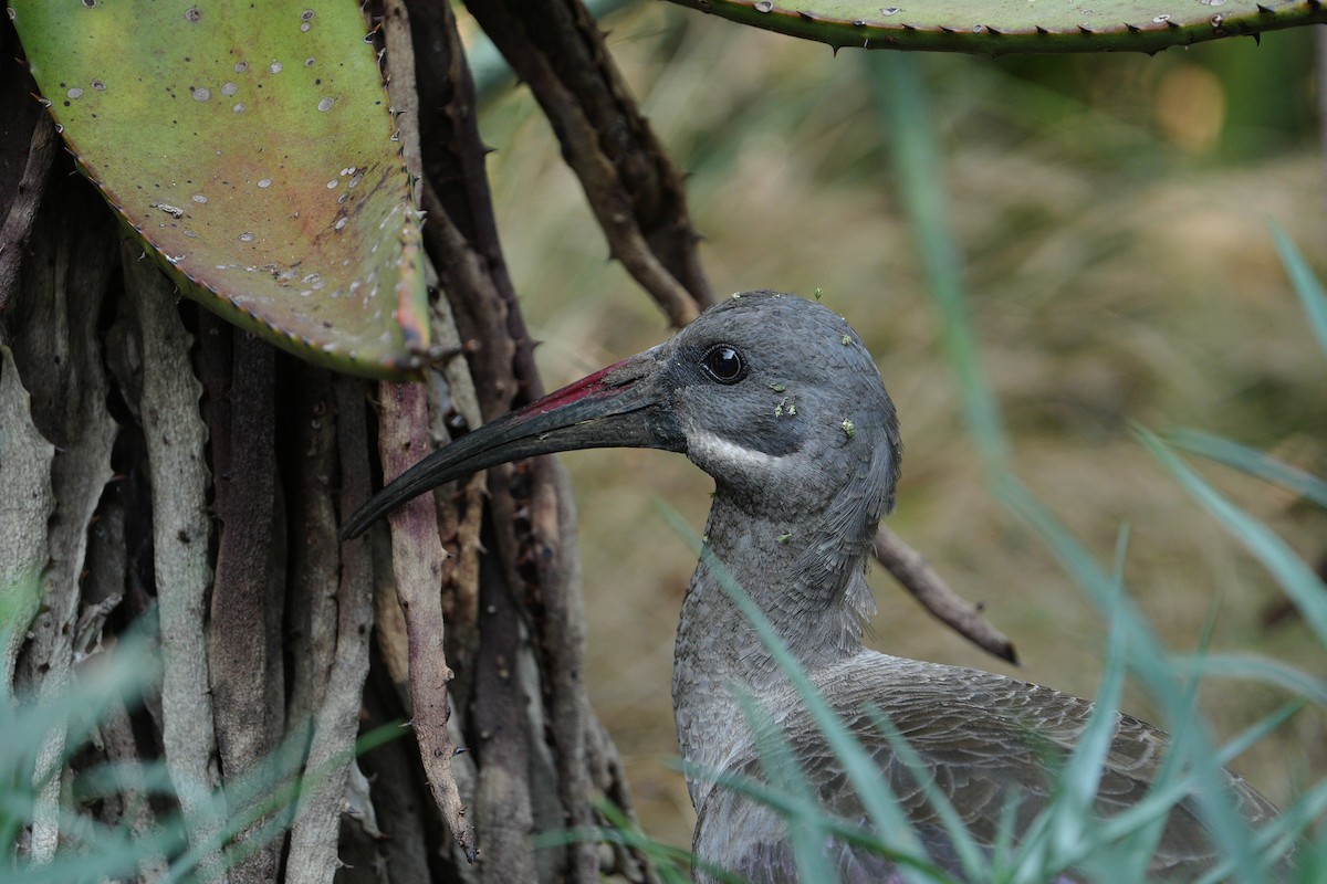 Hadada Ibis - ML620923340