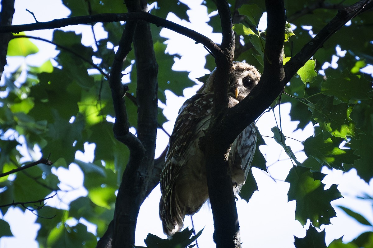 Barred Owl - ML620923364