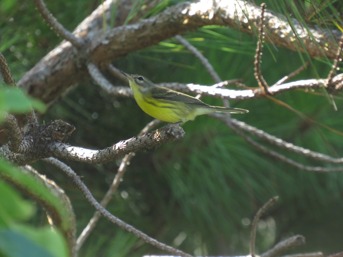 Prairie Warbler - ML620923370