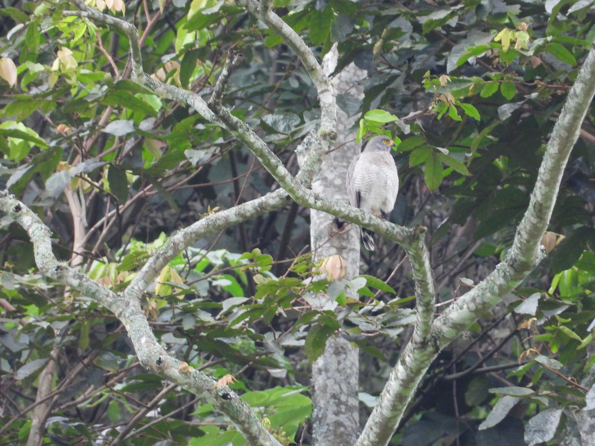 Roadside Hawk - ML620923405