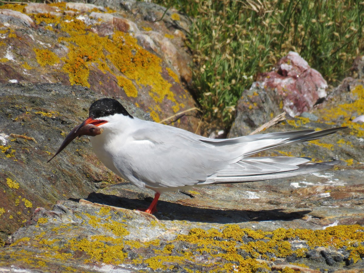 Common Tern - ML620923408