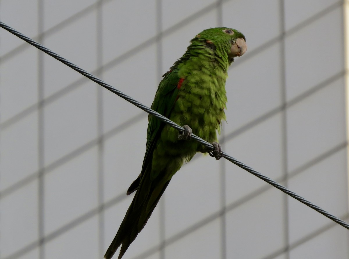 White-eyed Parakeet - ML620923439