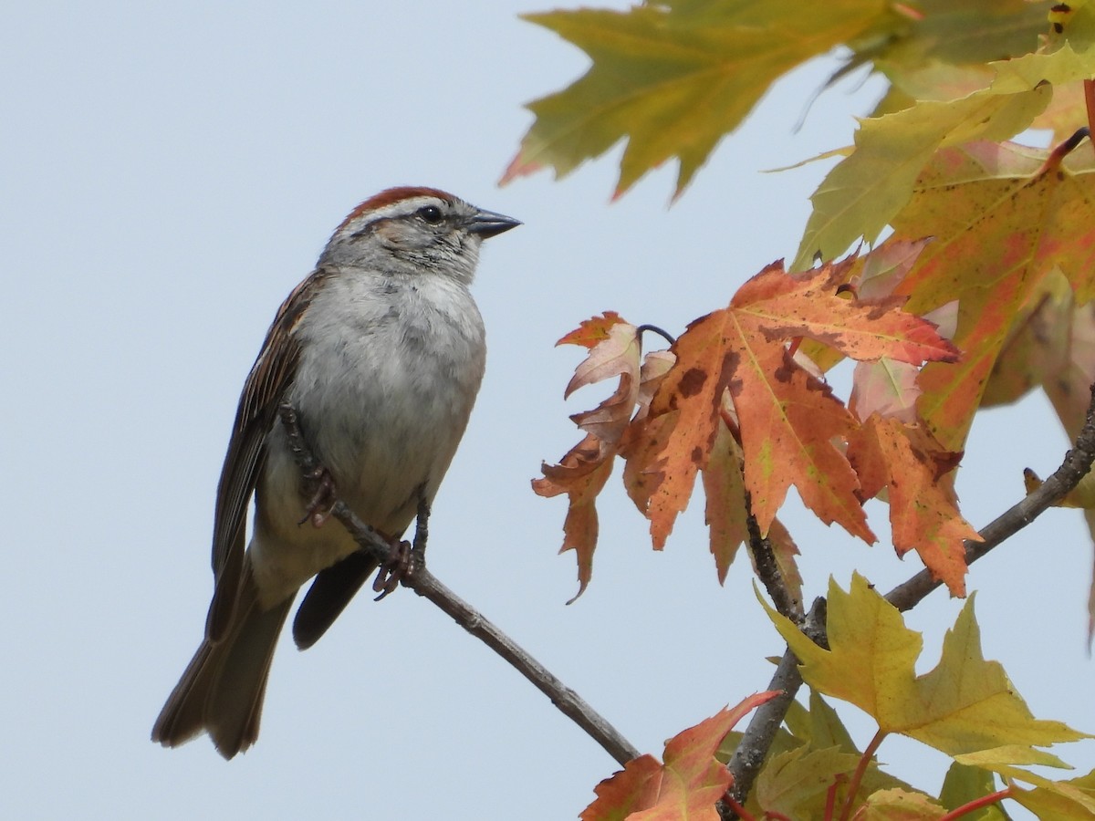 Chipping Sparrow - ML620923447