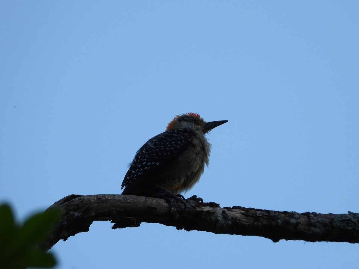 Red-crowned Woodpecker - ML620923454