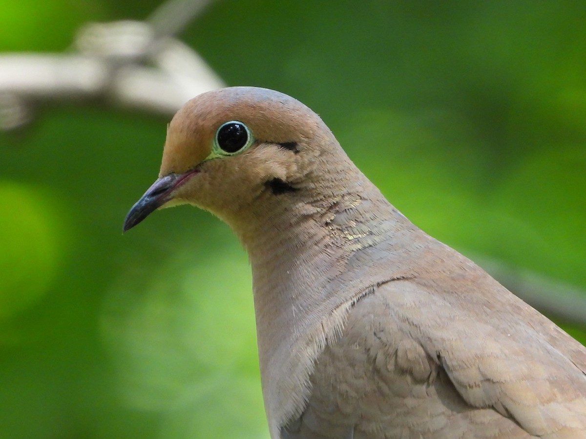 Mourning Dove - ML620923459