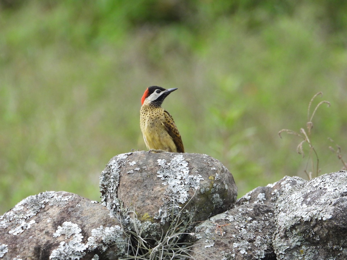 Spot-breasted Woodpecker - ML620923470