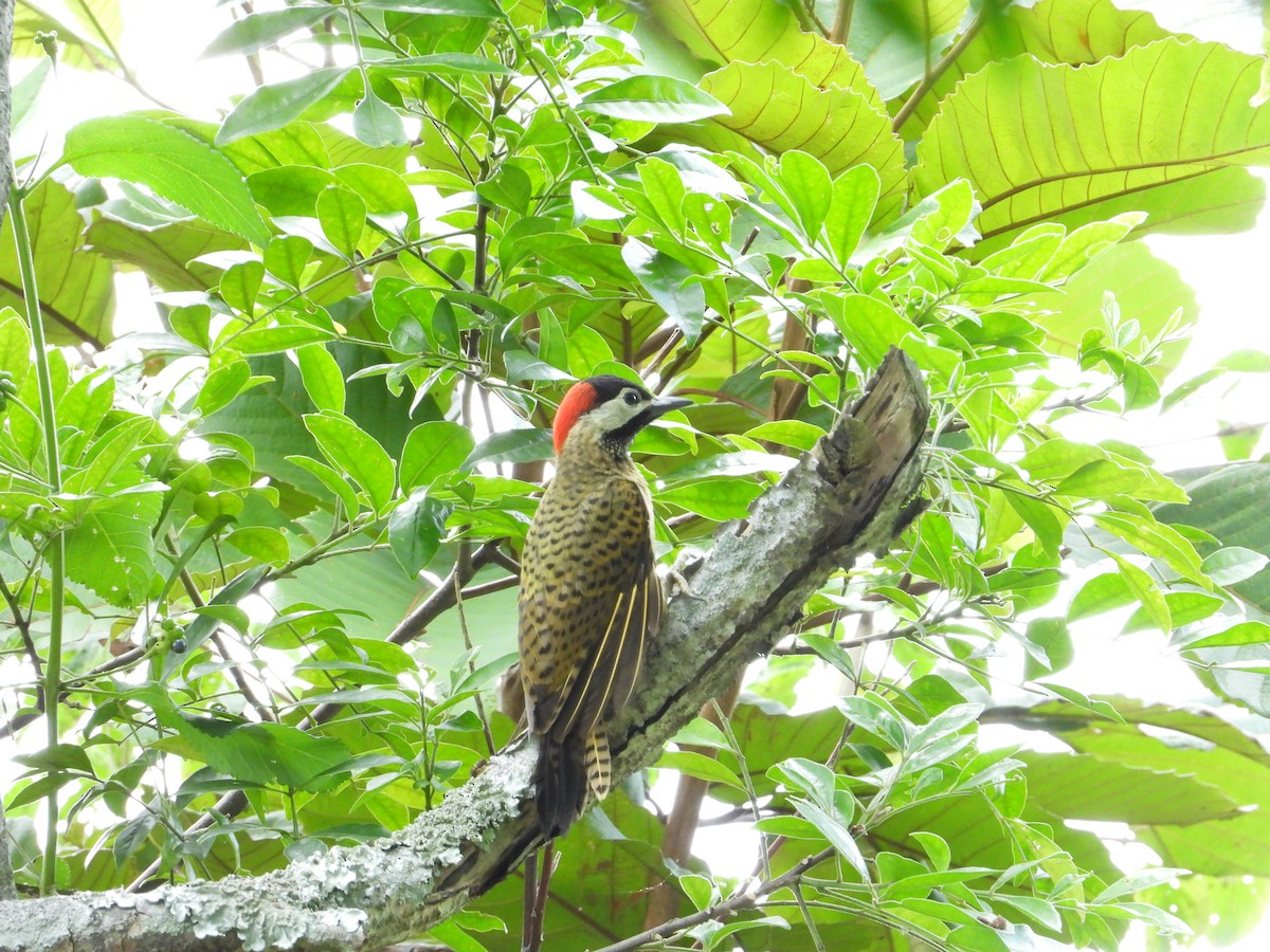 Spot-breasted Woodpecker - ML620923471
