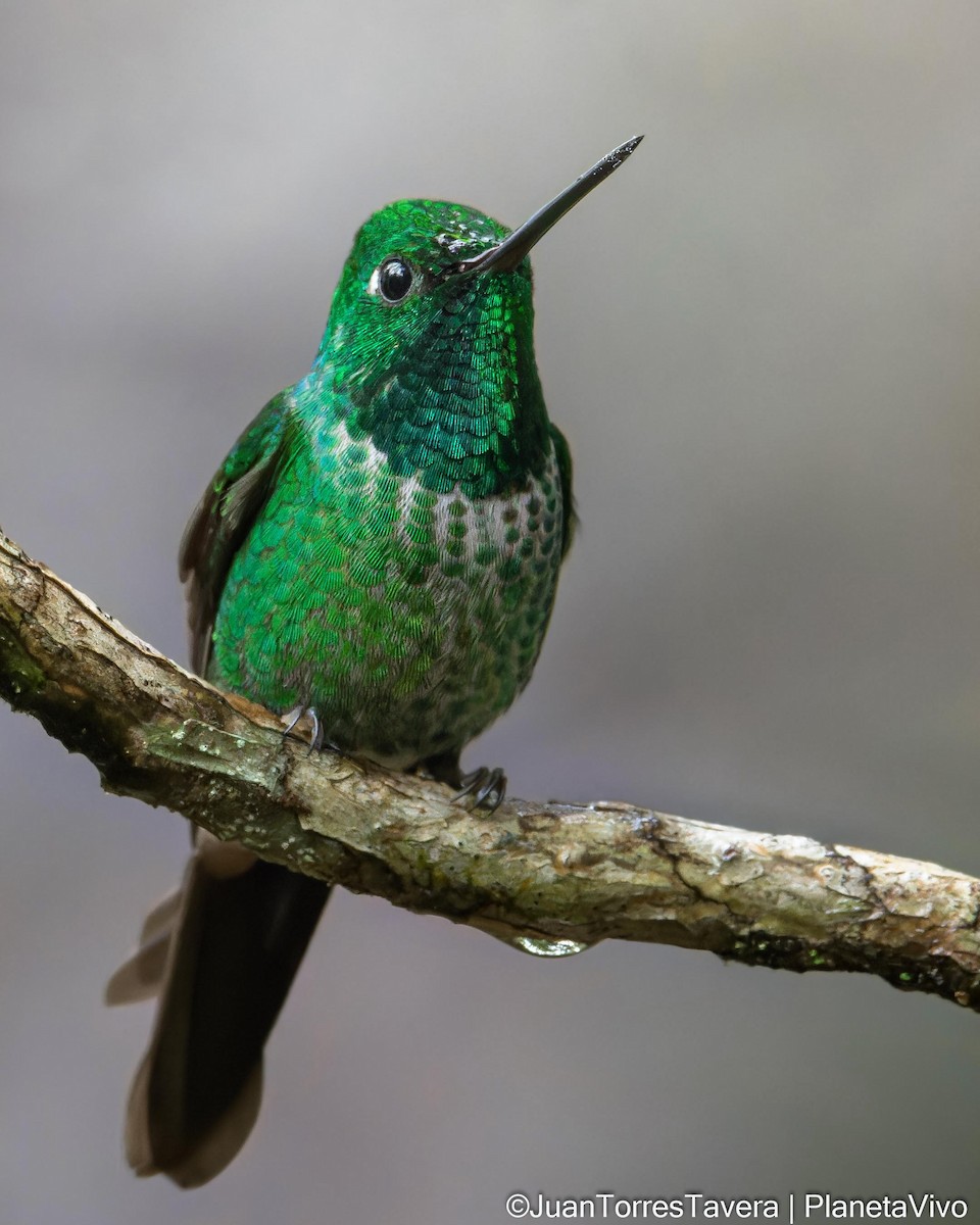 Colibrí Puntiblanco Oriental - ML620923510