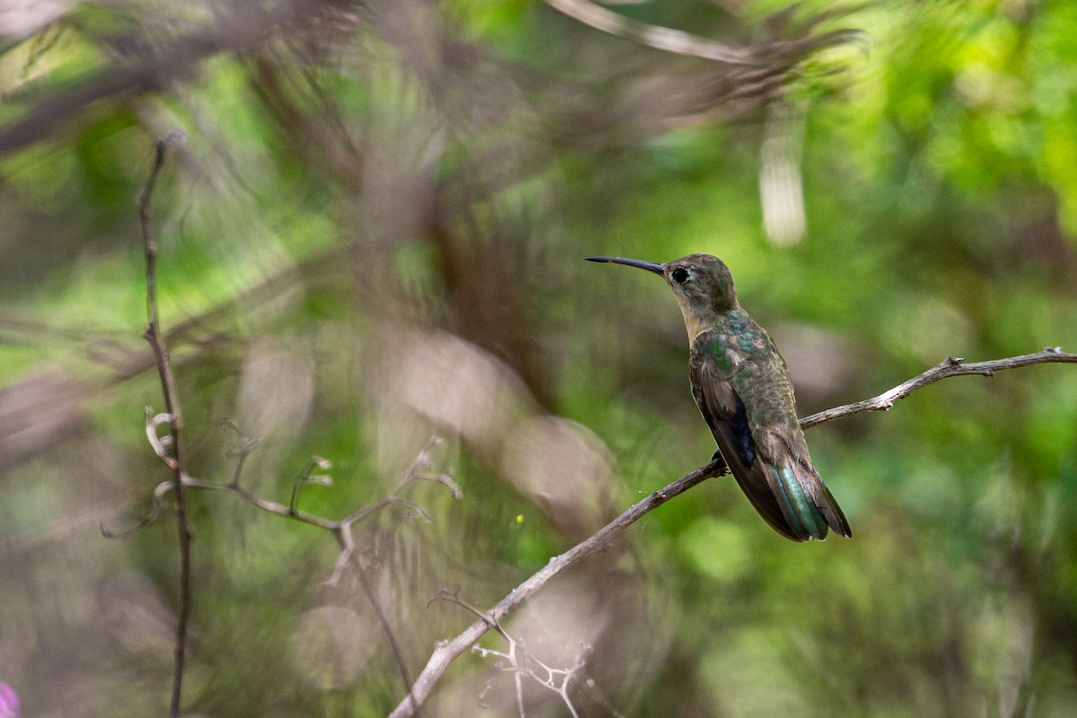 Buffy Hummingbird - Francisco Russo